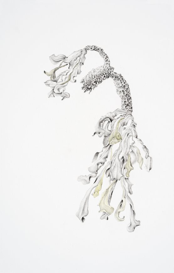 Sharon Field original watercolour and graphite artwork