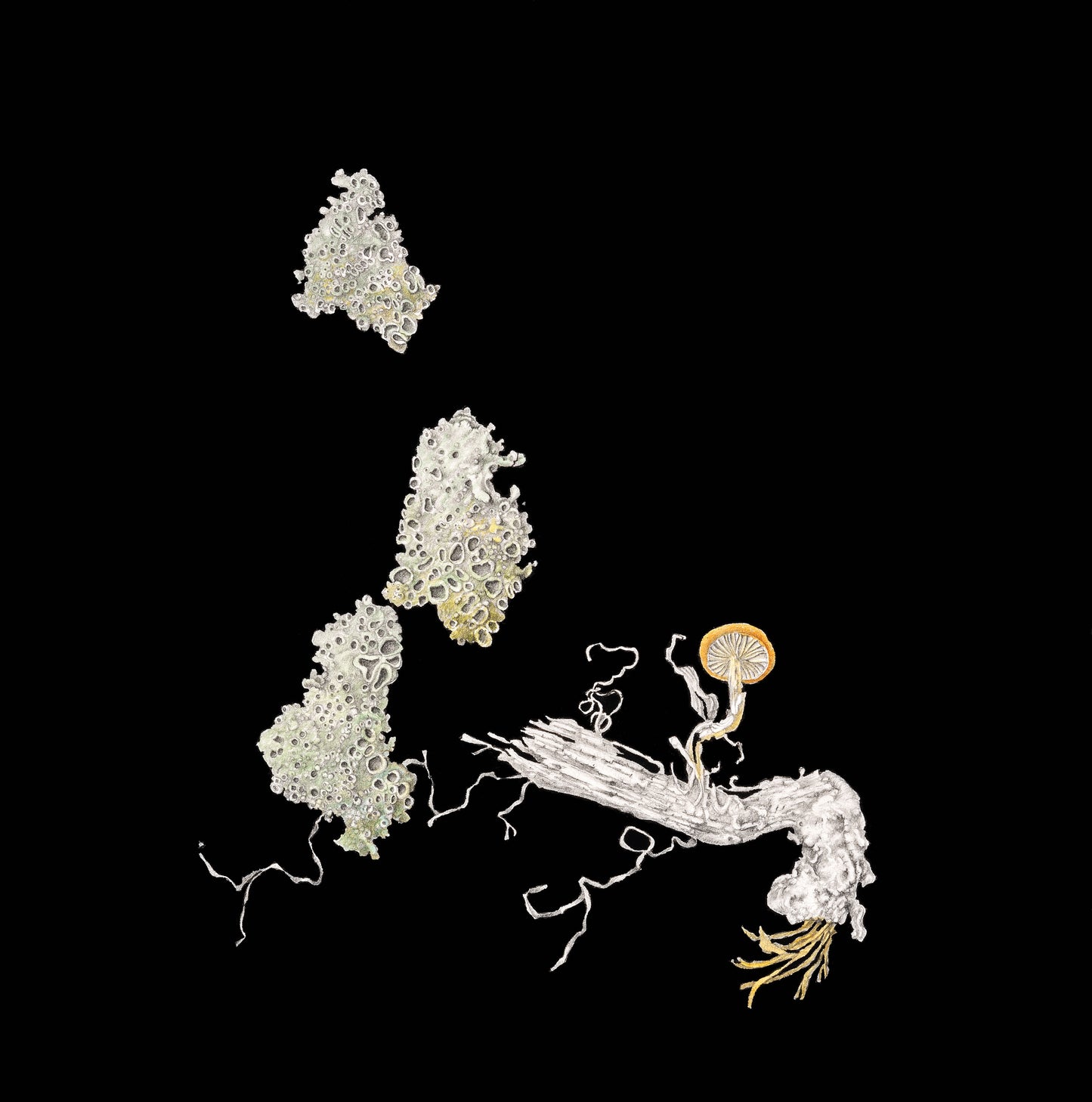 Blotched with a green lichen | 2022