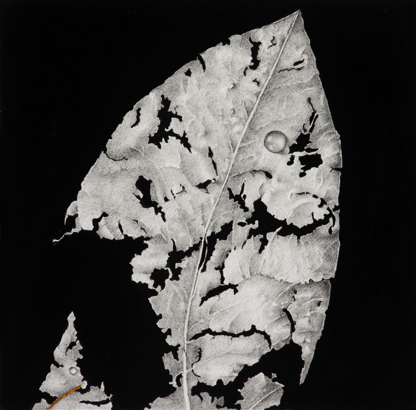 Crumbling ghosts of seasons past 1 | 2025