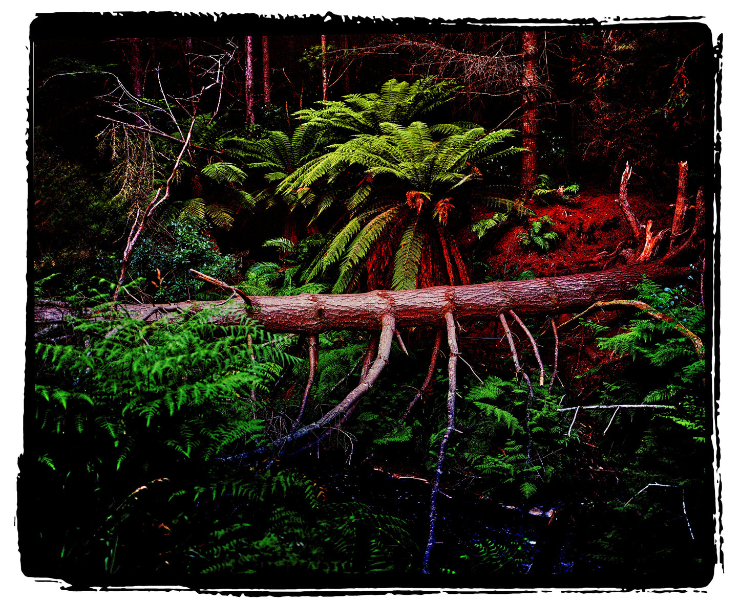 Ali Nasseri | The world is more beautiful with art