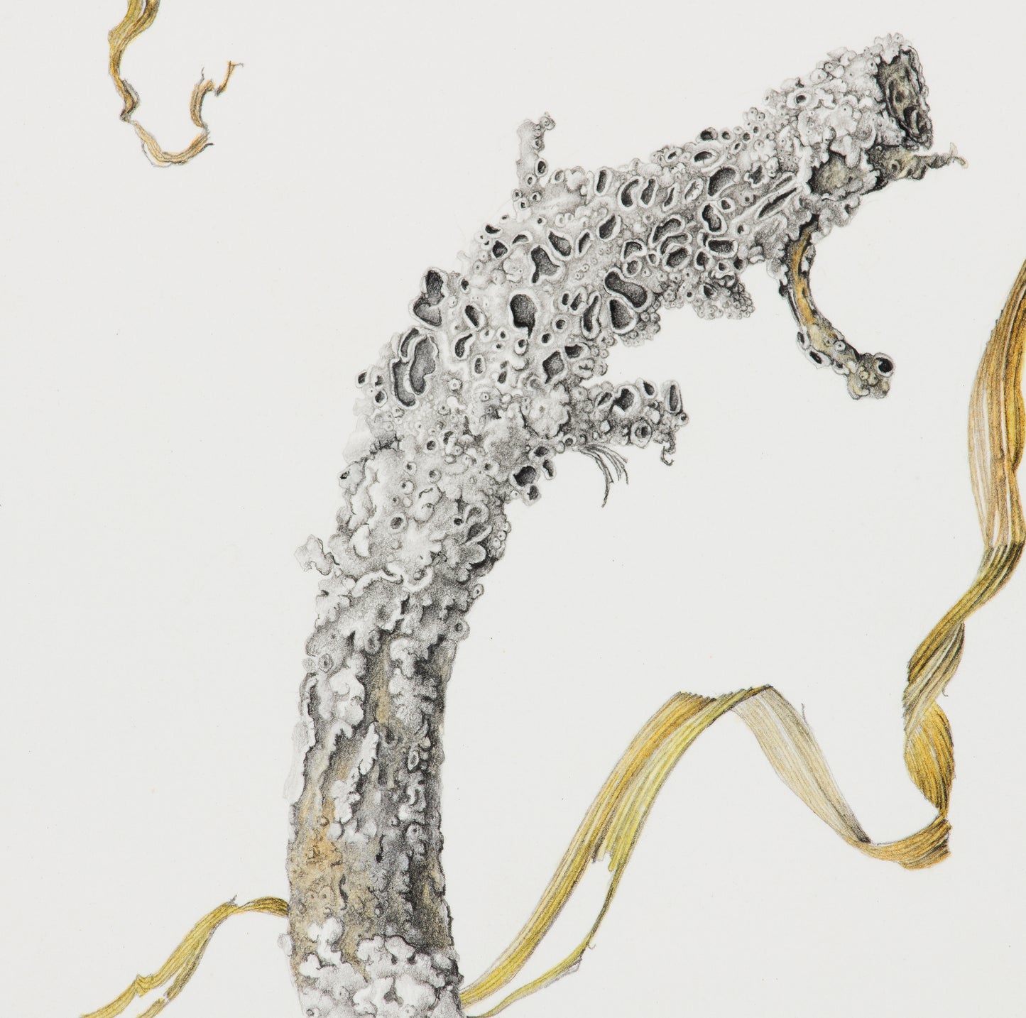 Nature’s calligraphy in spirals of sinewed life 2 | 2025