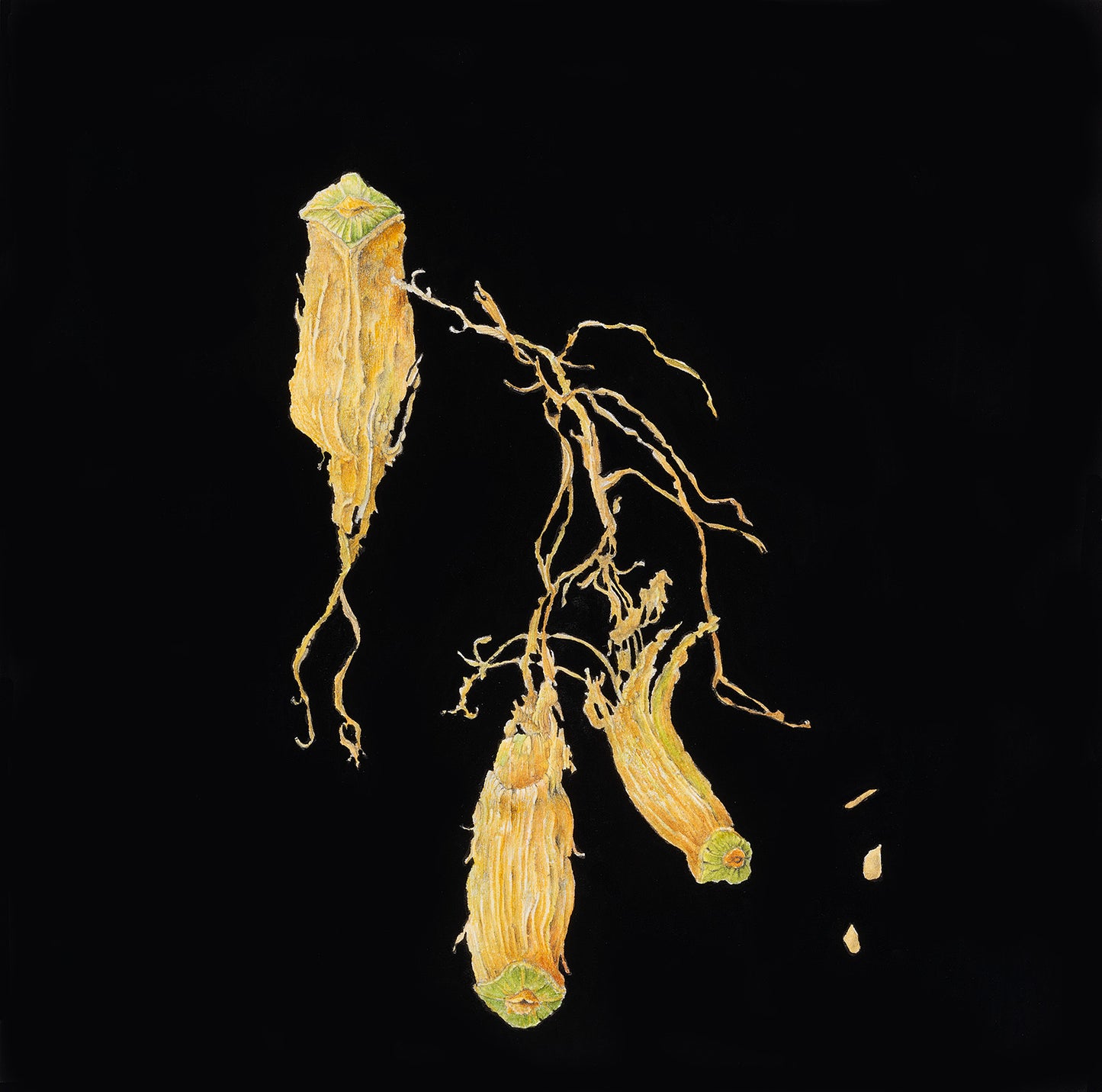 What dances shall we have | 2022