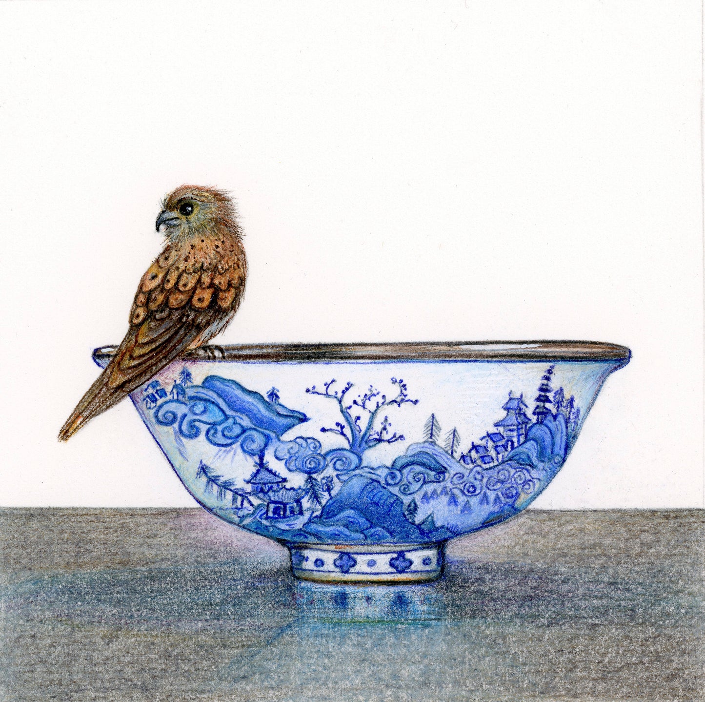 Australian Kestrel dreaming of new lands to fly |  2021