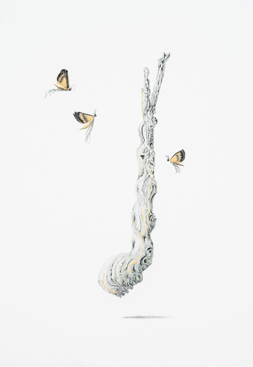 Vignette – a country of wondrous things II, 2019