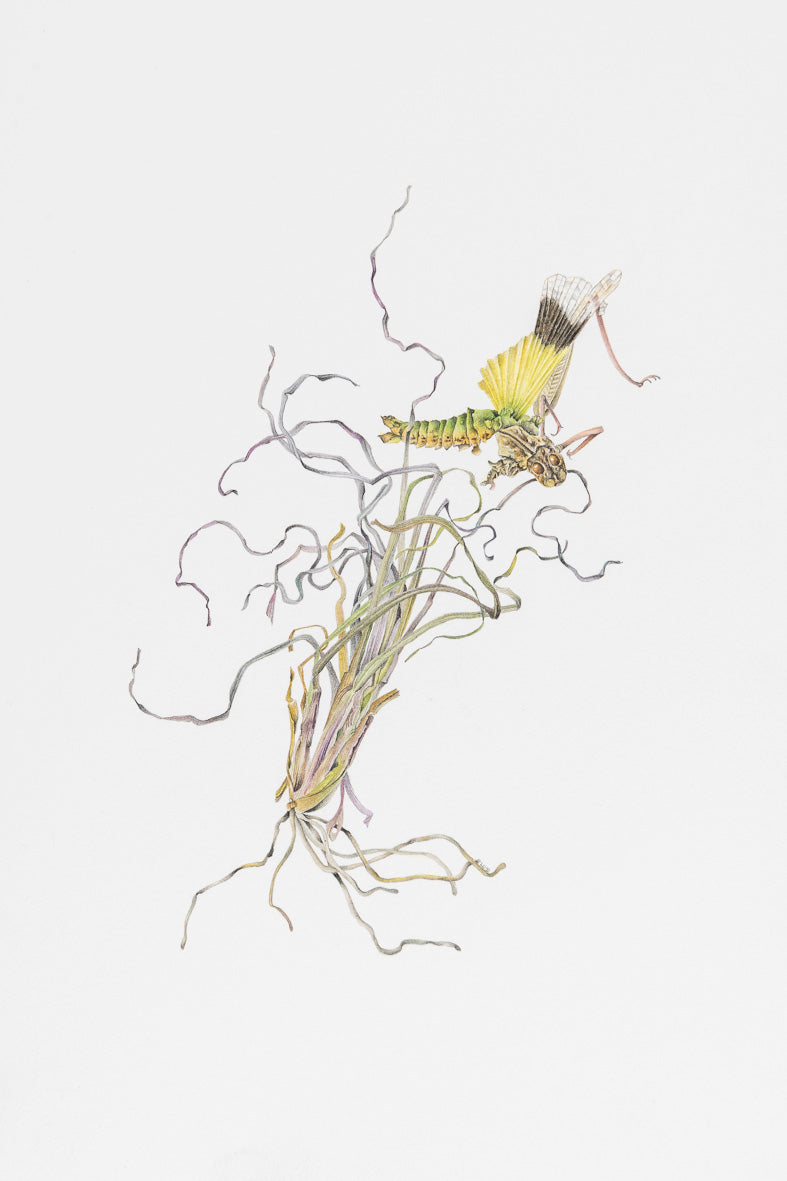 Vignette – on the grass blades spread far and wide, 2019