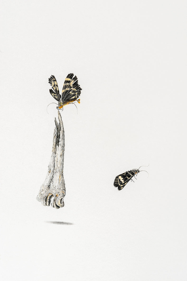 Coming up | Sharon Field | Dead Leaf Dreaming: vignettes