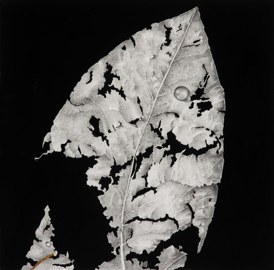 Crumbling ghosts of seasons past 1 | 2025