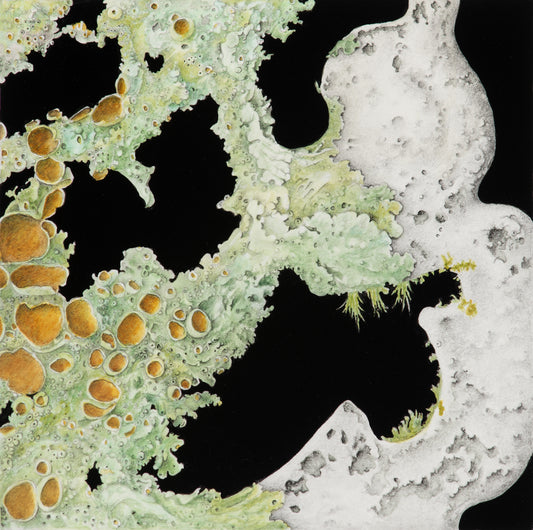Curled lace from the forest’s weathered soul 1 | 2025
