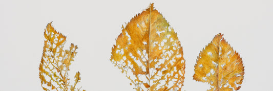 Ochred veins of the forest’s skin, curled in ancient memory | 2025