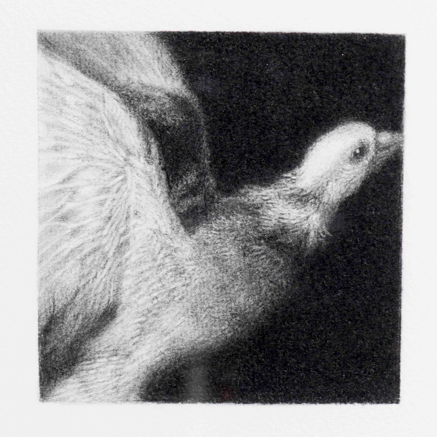 Dove taking flight – after Frans Snyders, 2018