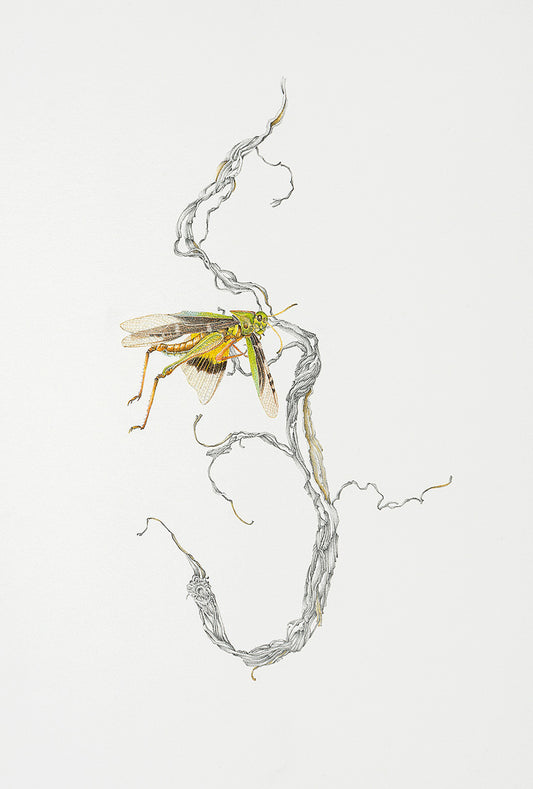 Vignette – the earth holds many splendours, 2019